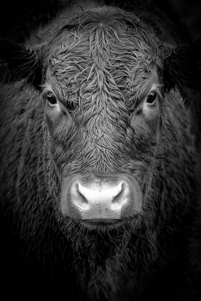 Don't Panic - A Bull Case for Equities