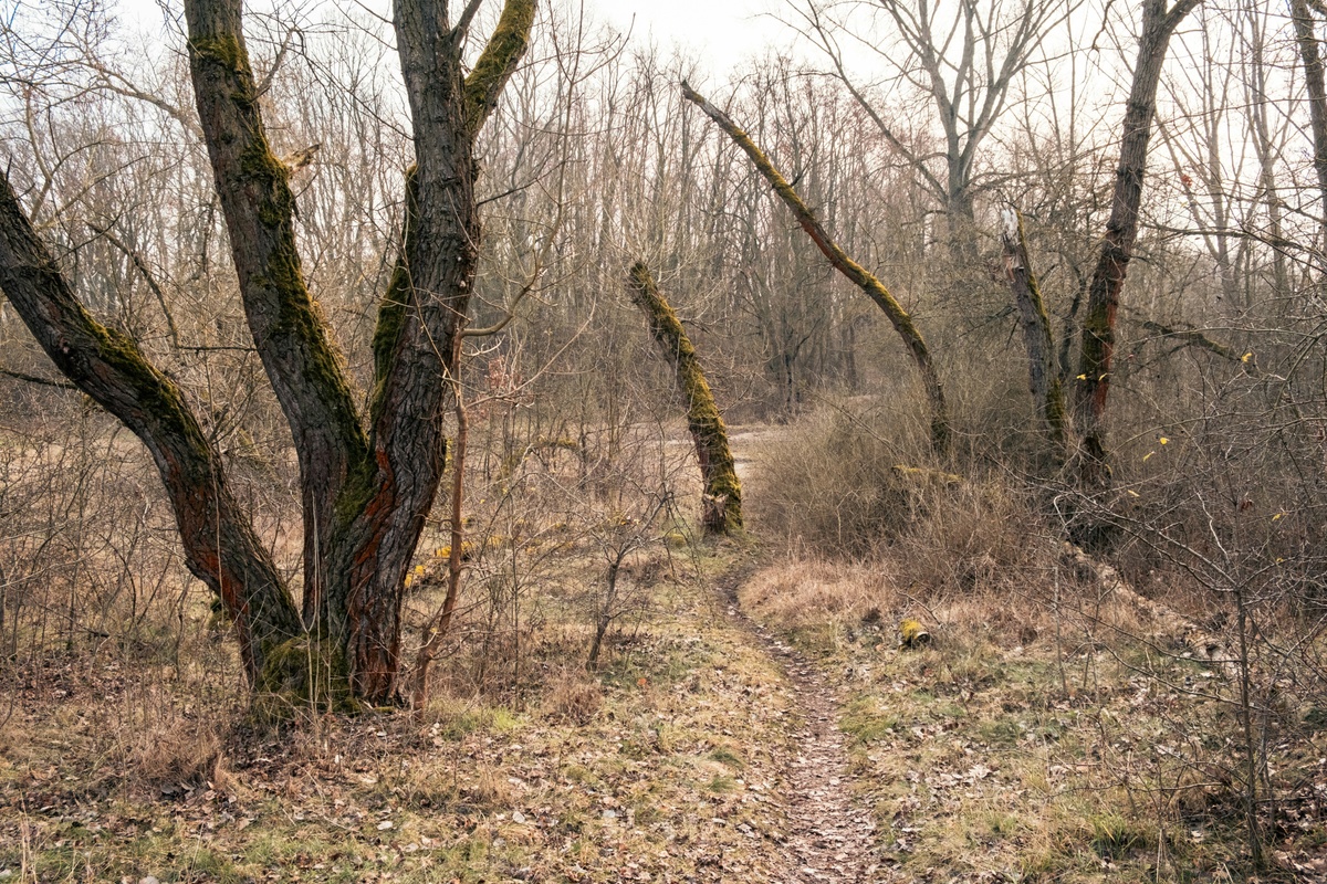 What happens to your 401(k) when you lose your job?