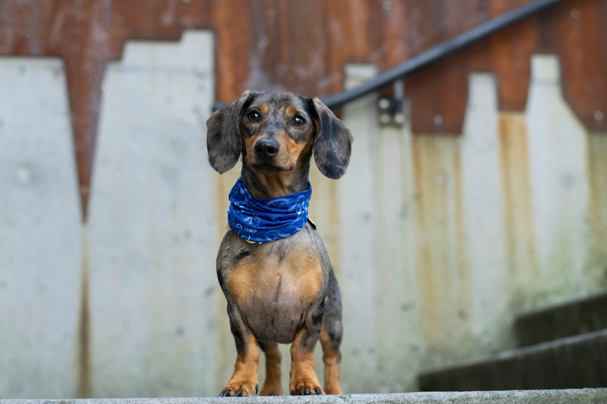 Pet Insurance: Protecting Your Furry Friends