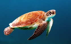 National Turtle Day