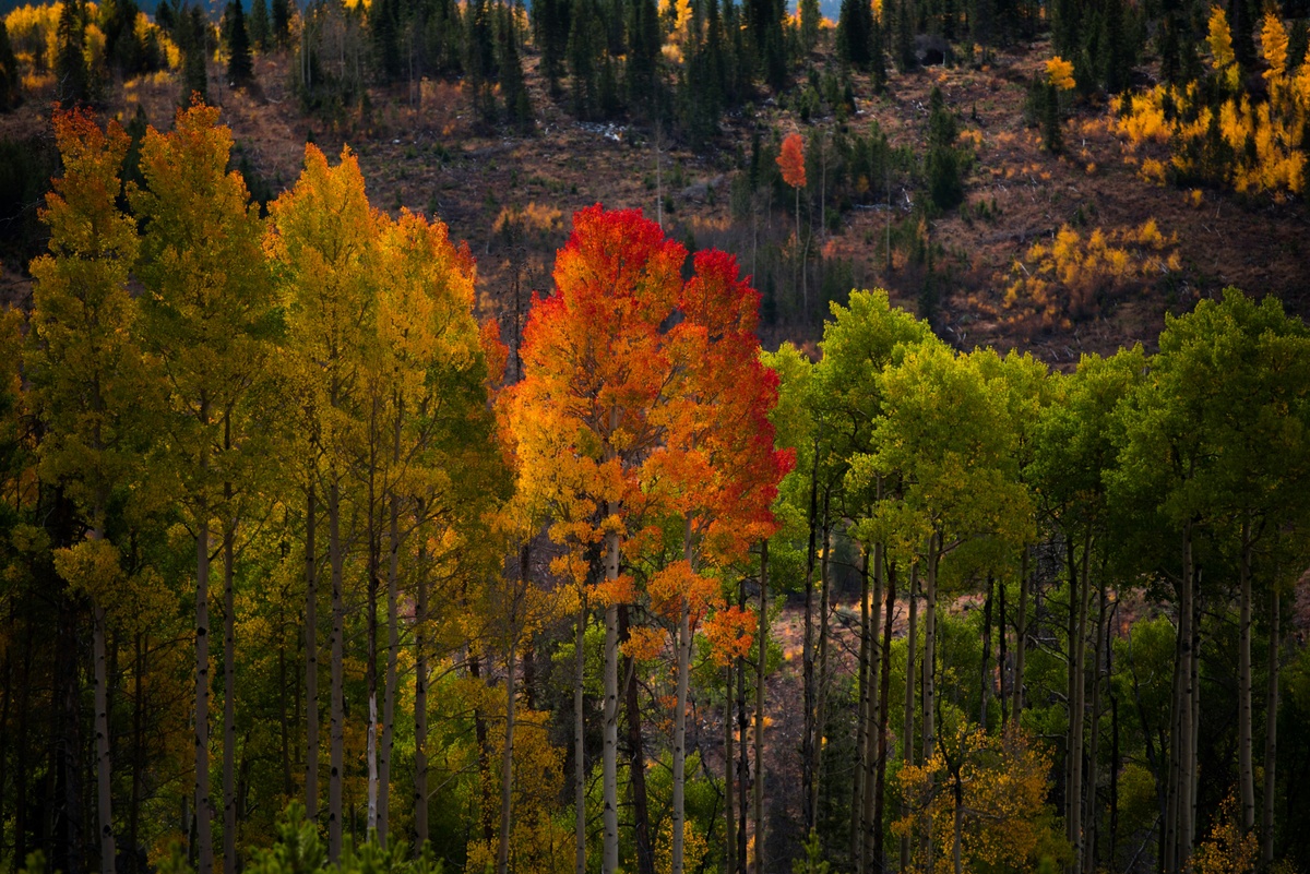 Seasons of Change: How Your Finances Tell a Story
