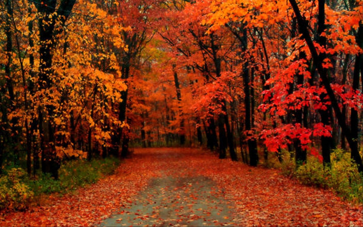Airlines Soar, Millennial Splurges, Retiree Rentals and Fall Colors