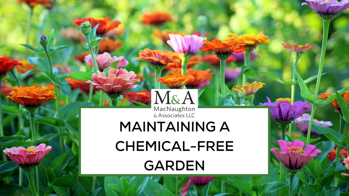 Maintaining a Chemical-Free Garden