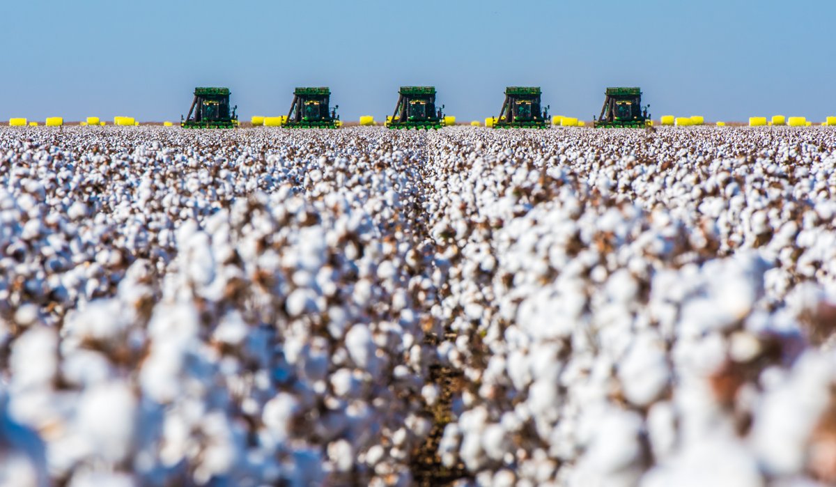 Cultivating Prosperity: The Importance of Cotton Farming in Arizona and the Need for Proper Crop Ins