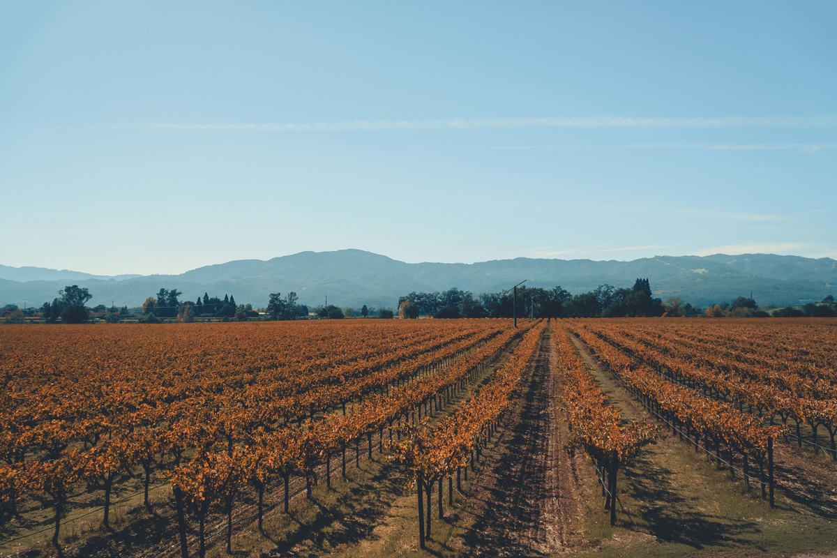 401(k) Strategies for a Secure Retirement in Napa Valley