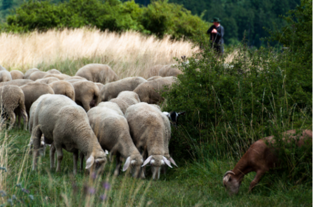 Know well the condition of your flocks