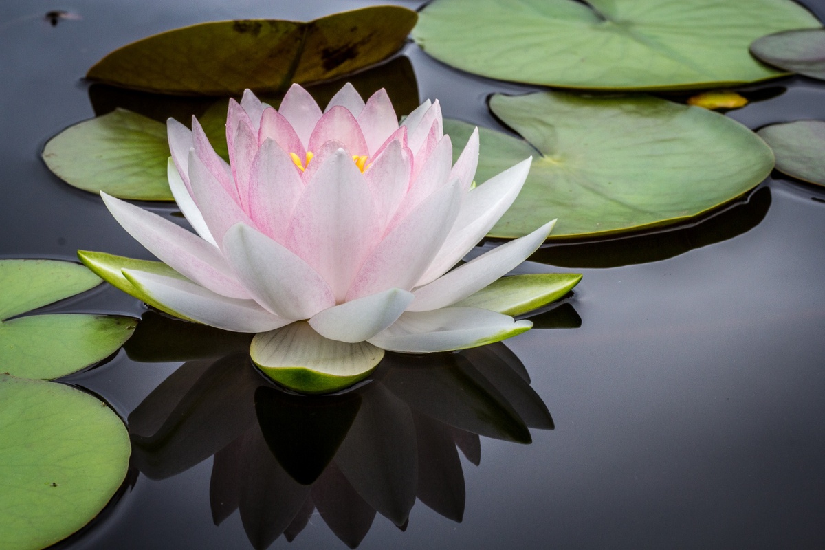 Simplify Your Financial Life; Distill, Streamline and Adapt