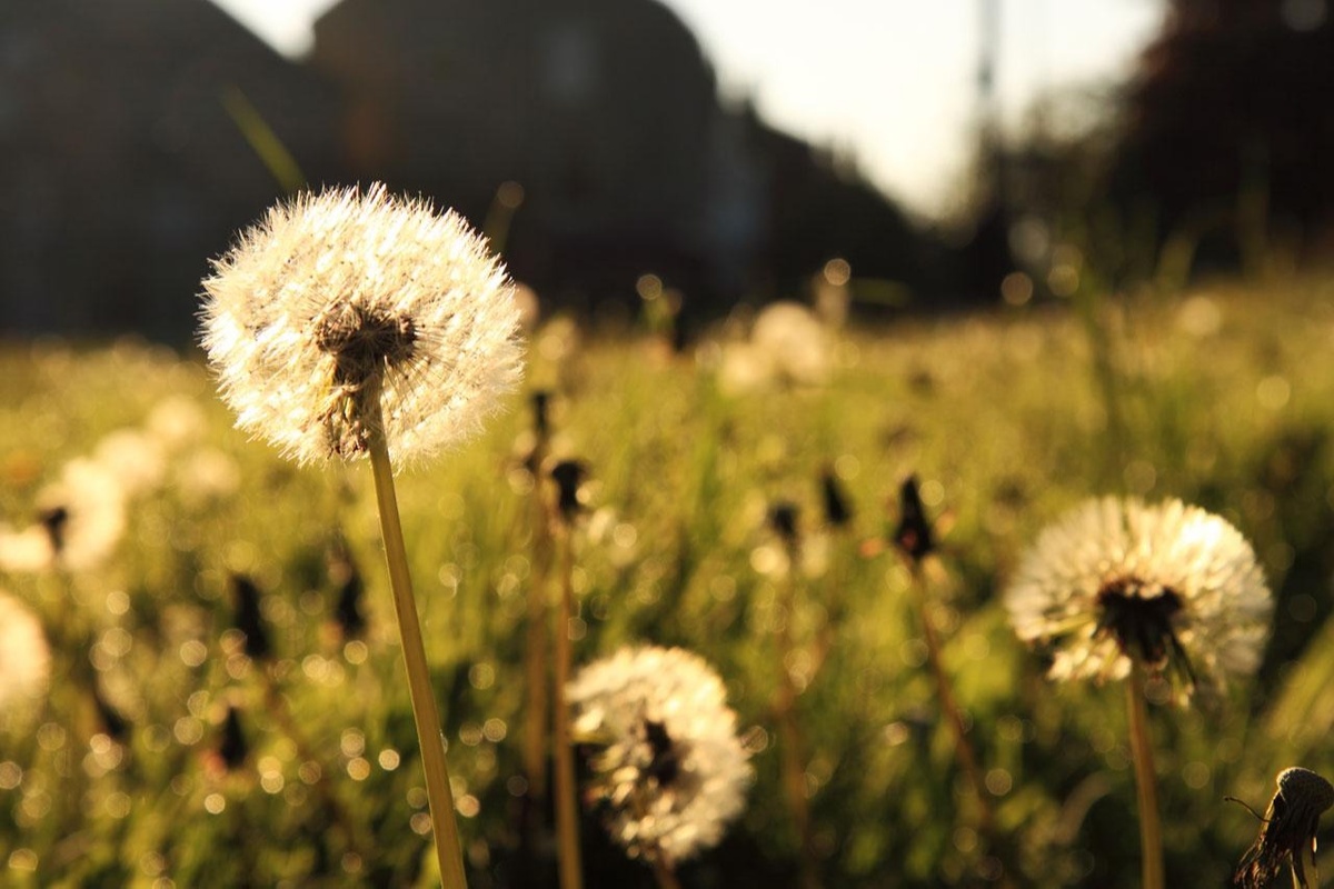 Your All-Natural Survival Guide to Seasonal Allergies