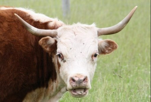 Bullish Breakout