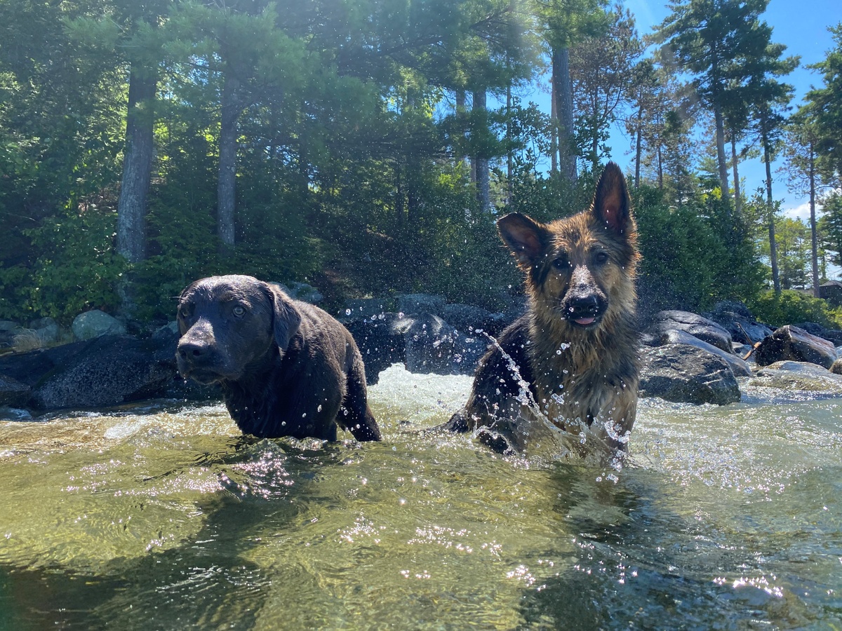 Dog Sociability