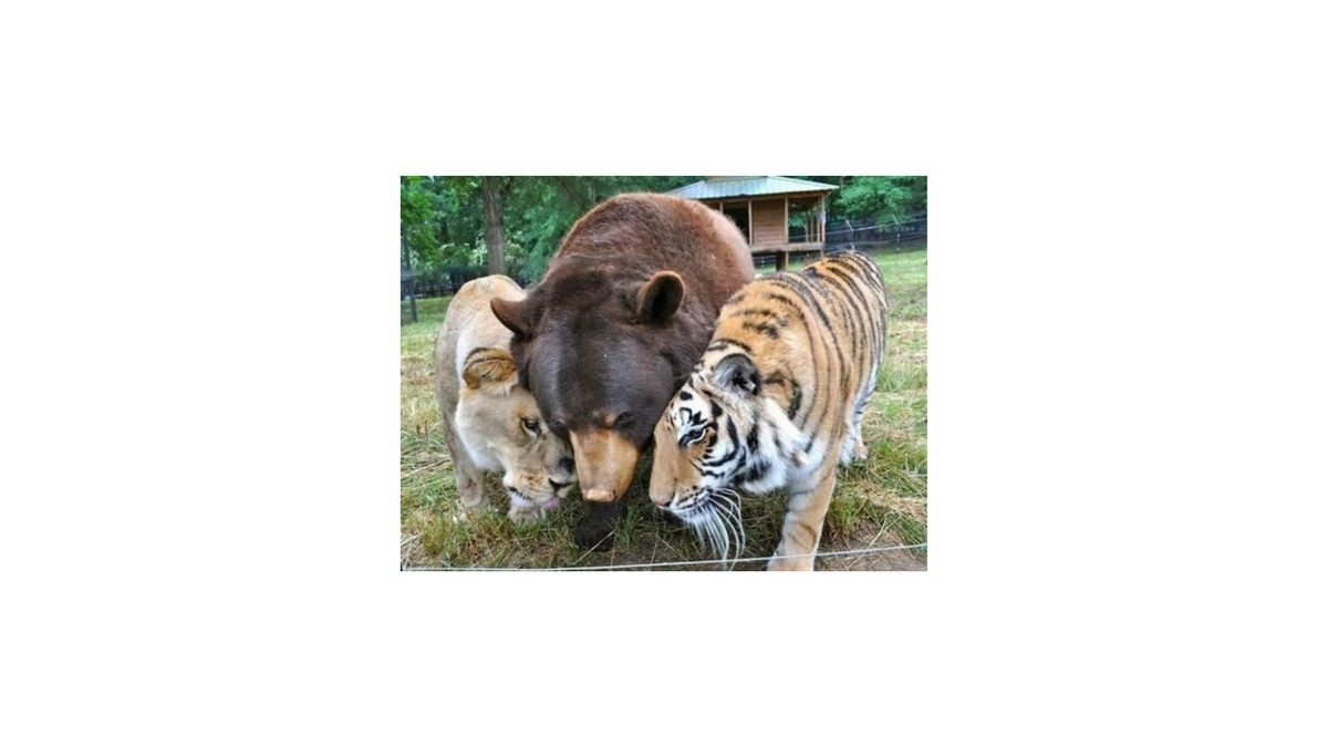 Lions & tigers & bears & private credit, oh my!
