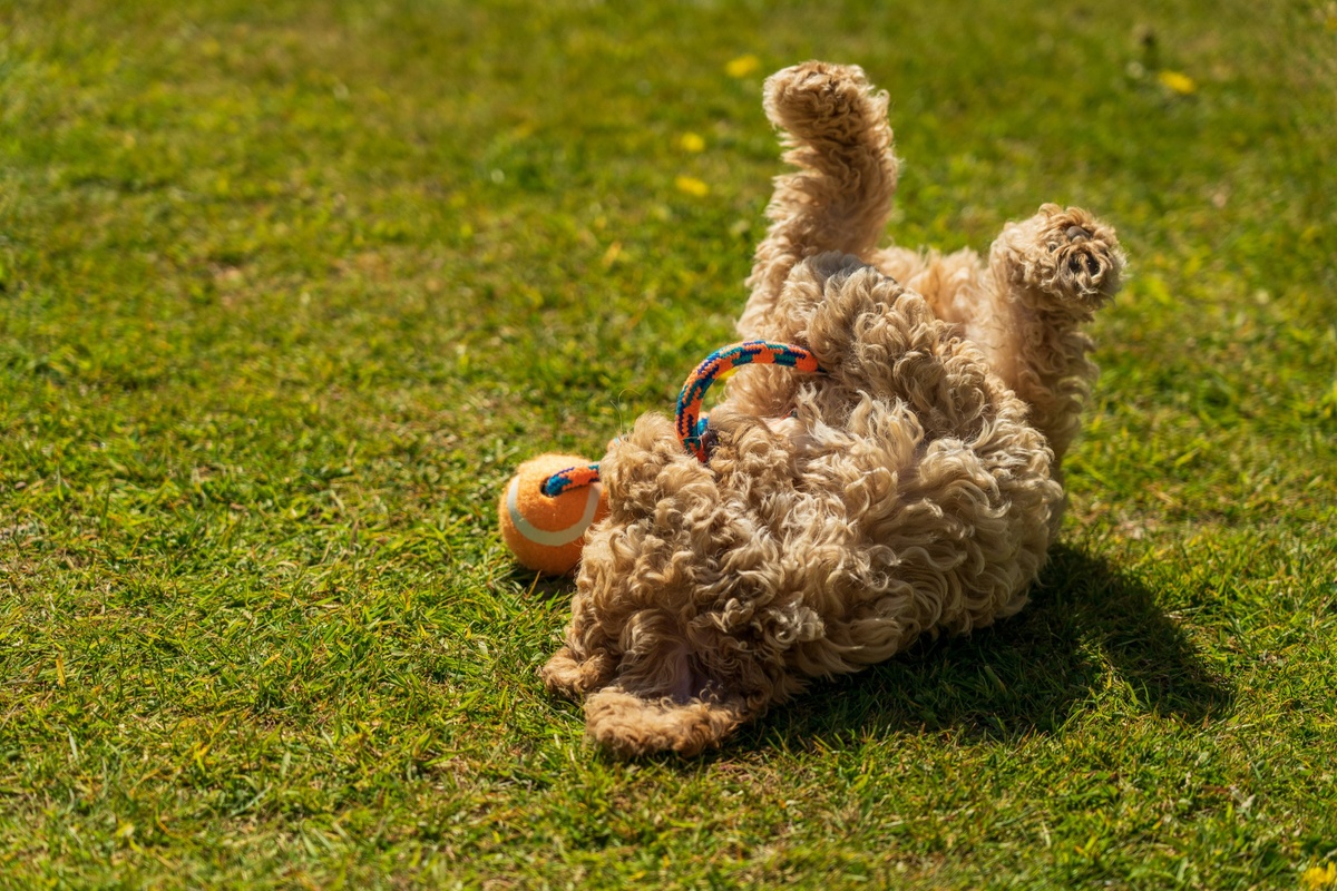 What's So Great About a Rollover?