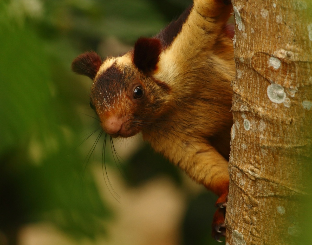 Weekly Market Insights | Black Swan Casts Shadow Over Wall Street