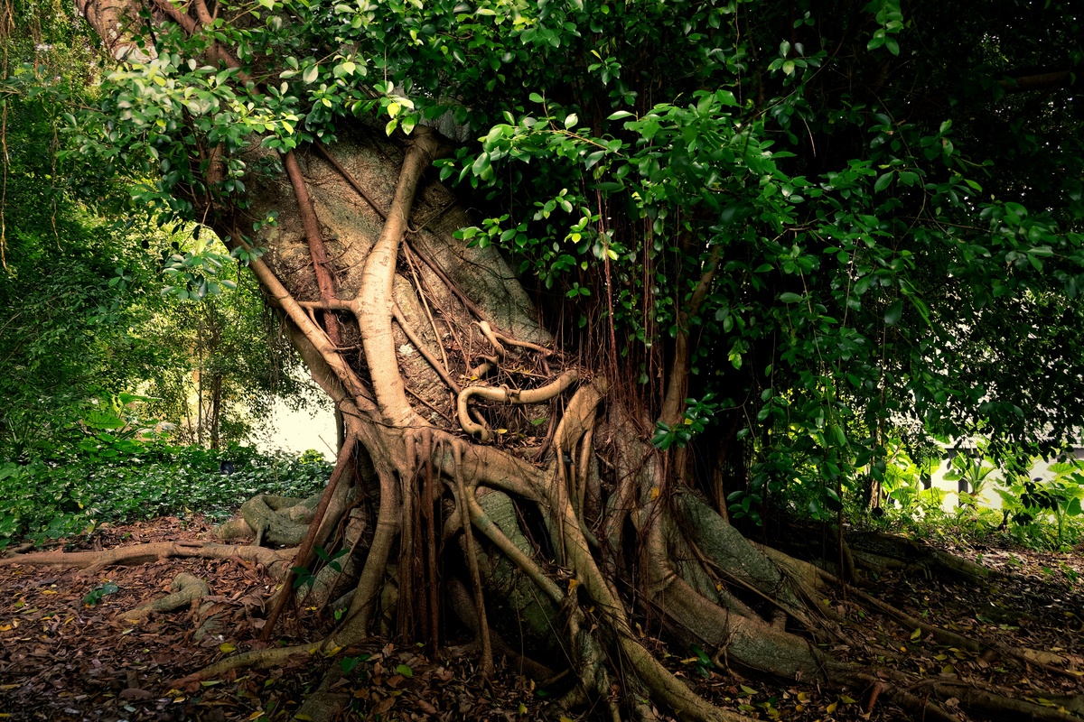 The Roots of Gratitude: Why Thankfulness Strengthens Your Financial Life