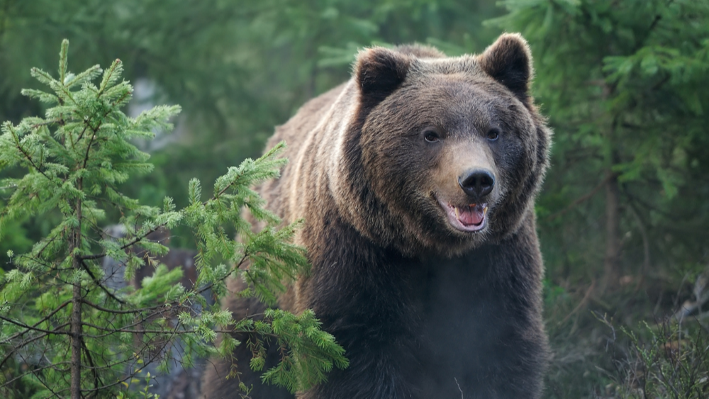 The Bear Market is Here