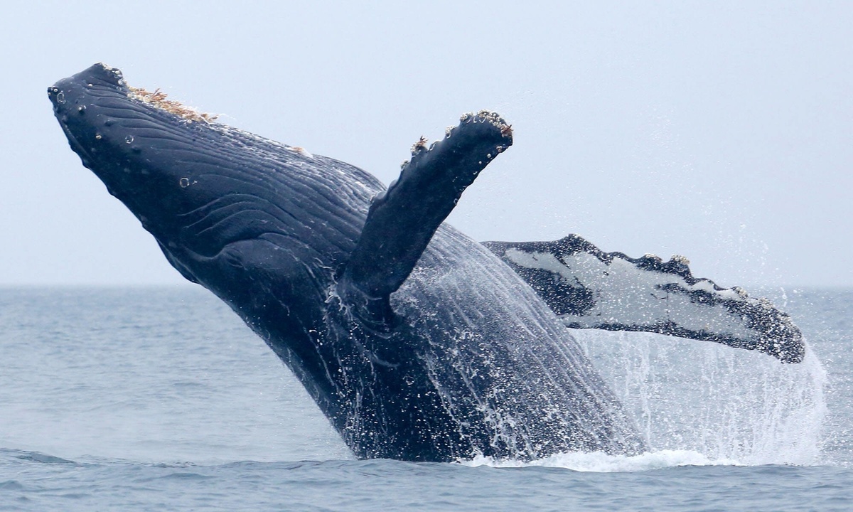 When whales fight