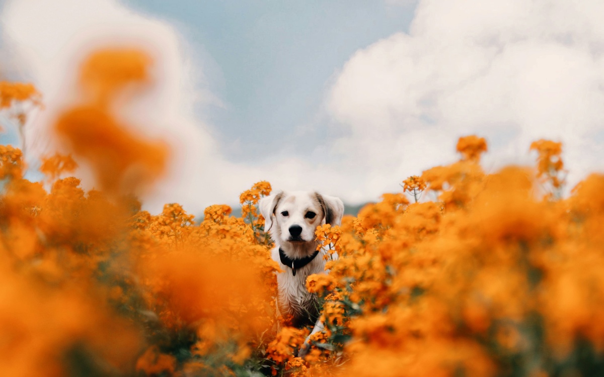 Weekly Market Insights | Mixed Stocks; Inflation and Consumers Adjust