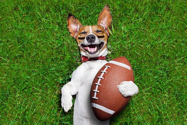 Tailgating: Clever ideas for a winning party