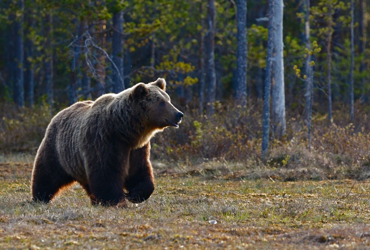 How to Prepare for a Bear Market