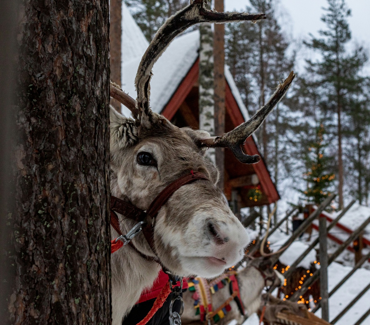 Weekly Market Insights | Powell Signal Leaves Investors Cold