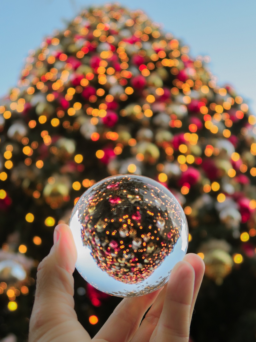 Oh Christmas Tree, Oh Christmas Tree: 5 Christmas Tree Facts