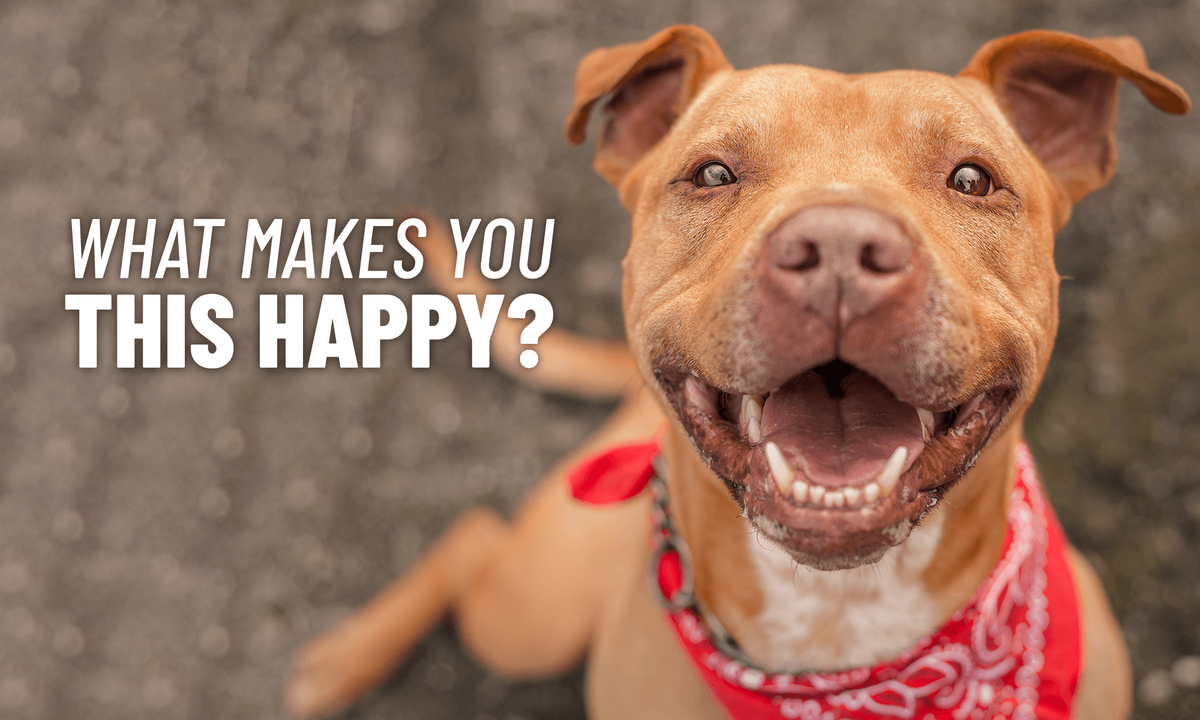 What makes you happy?