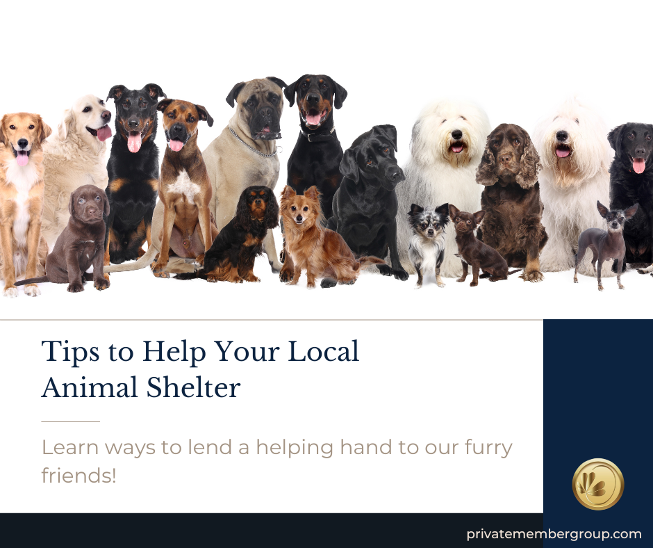 Tips To Help Your Local Animal Shelter