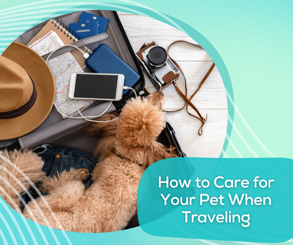 How to Care for Your Pet When Traveling
