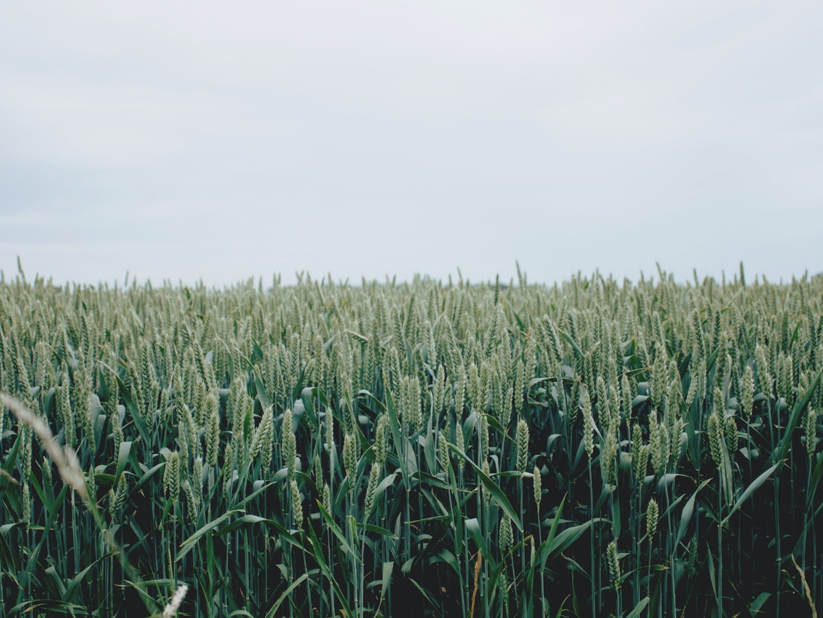 Why Do You Need Farm & Ranch Insurance in Vermont? l Mullen Insurance Agency