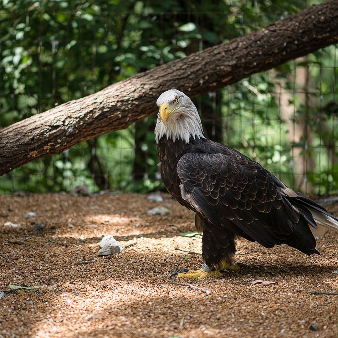 Father's Day 2023 - The Eagle