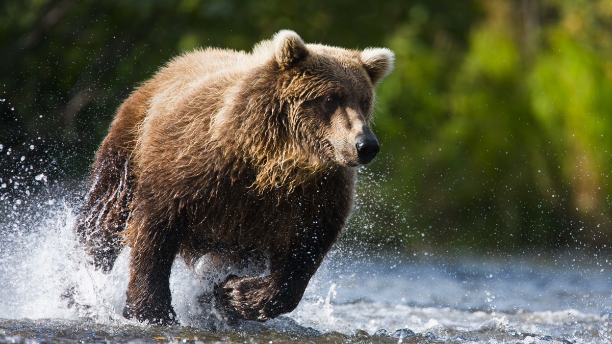 Dog Days of a Bear