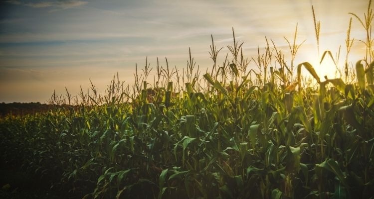 Crop Insurance - Do you have the coverage you need?