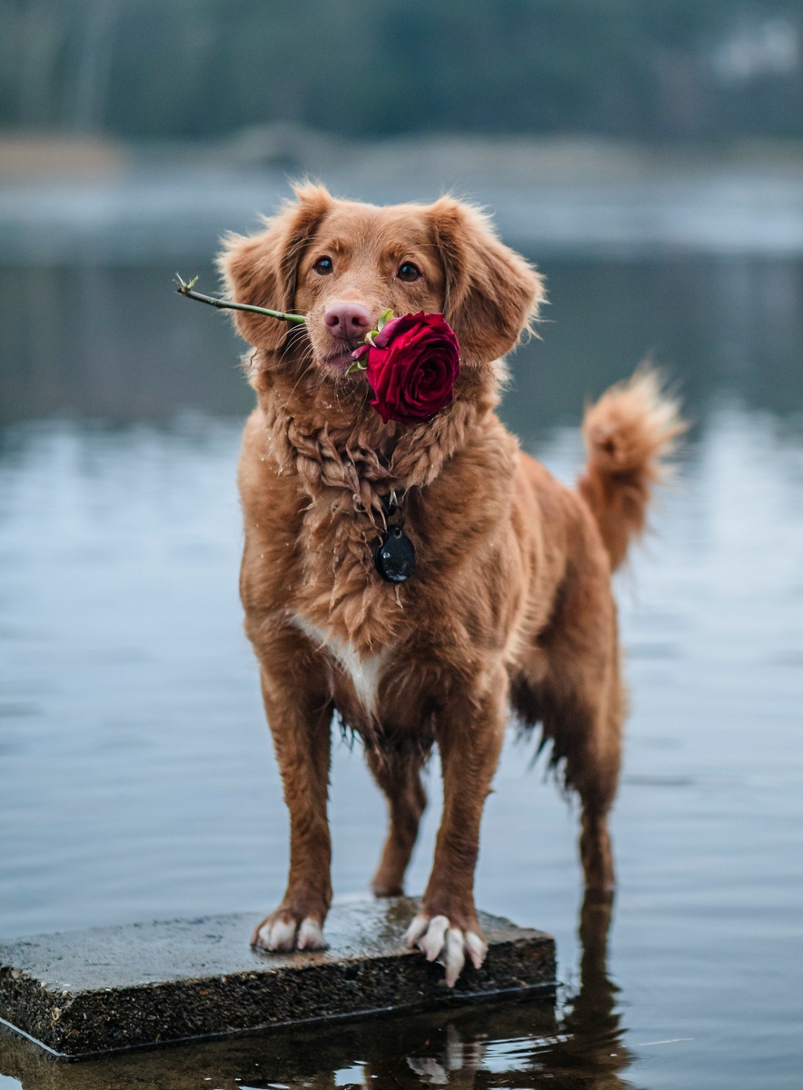 Weekly Market Insights | Roller Coaster Week Leads Dow to Milestone