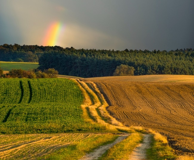 Rainbows In The Rain