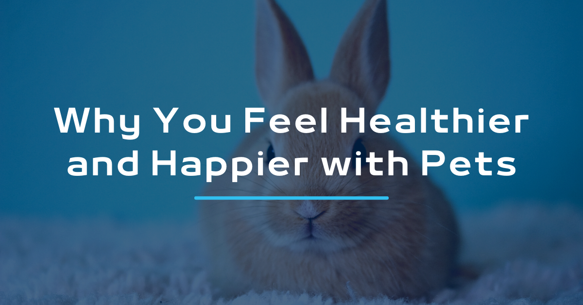 Why You Feel Healthier and Happier with Pets