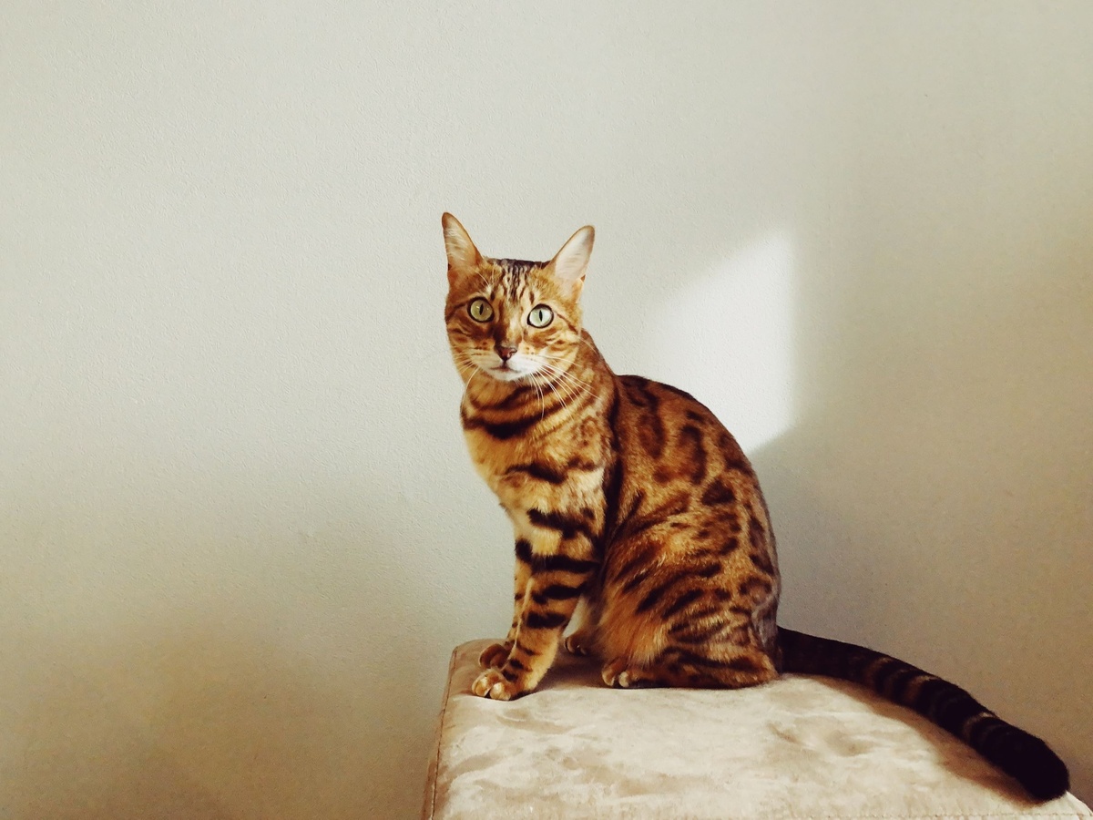 What Savvy Investors Can Learn from their Cats 🐈