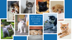 National Kitten Day!