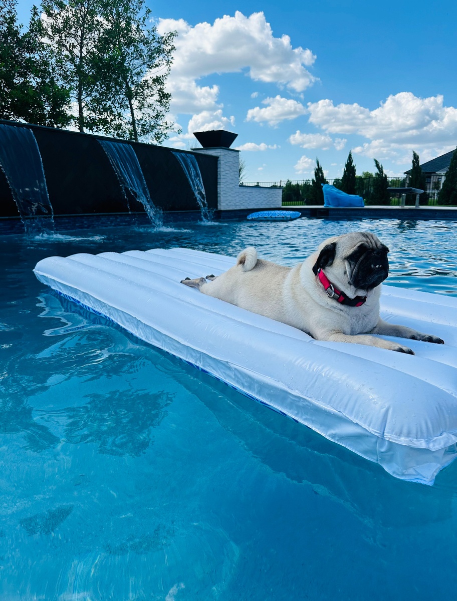 Celebrating National Dog Day: Honoring Our Furry Friends