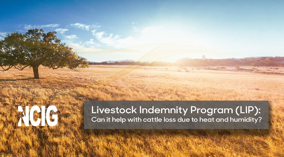 Livestock Indemnity Program (LIP): Can it help with cattle loss due to heat and humidity?