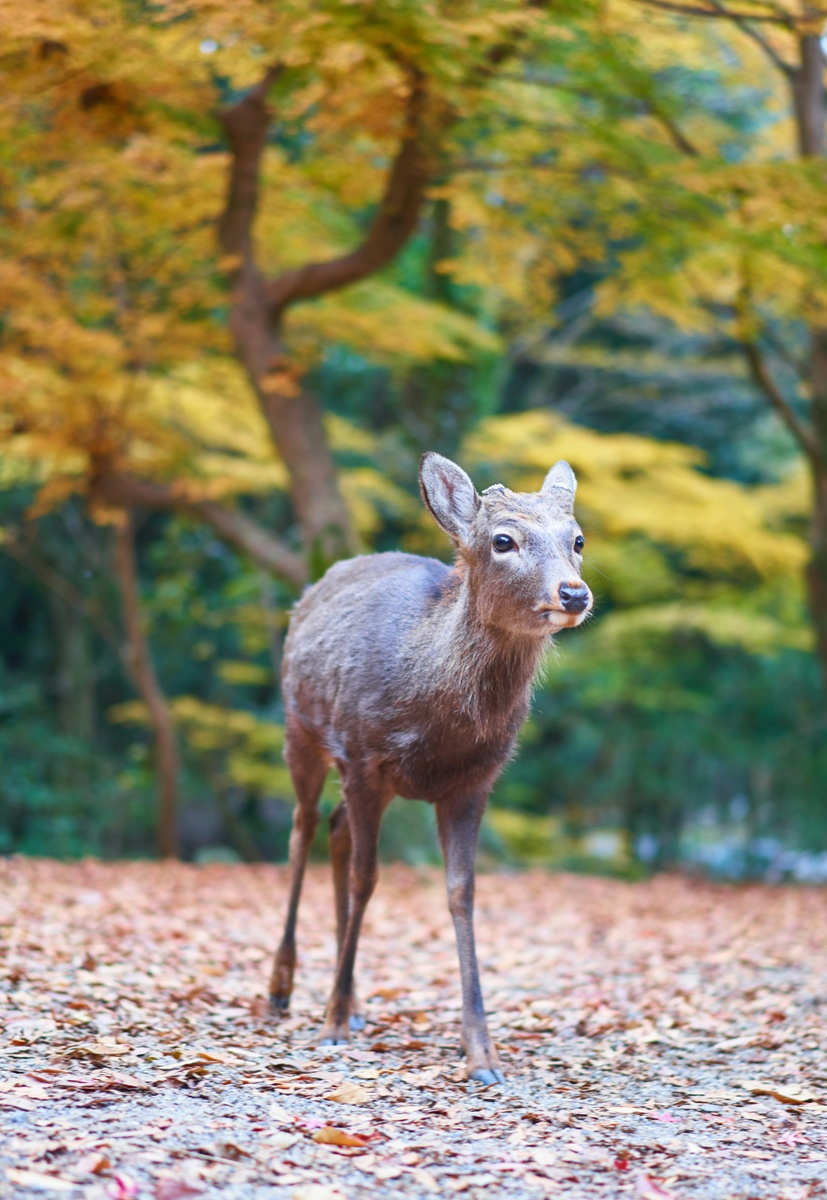 Weekly Market Insights: Rate Cut Momentum; D.C. Averts Shutdown