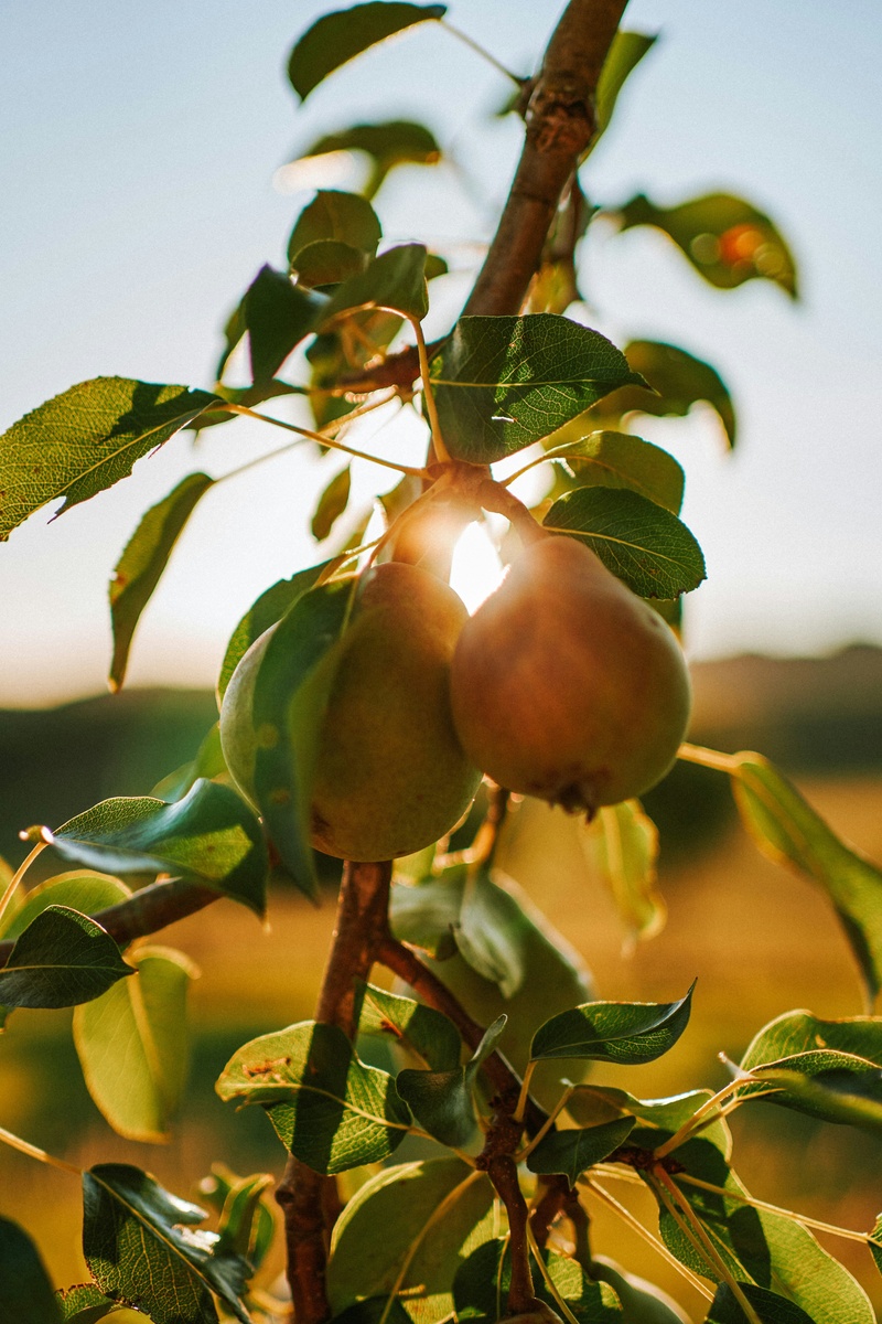 What is Tax Loss Harvesting?