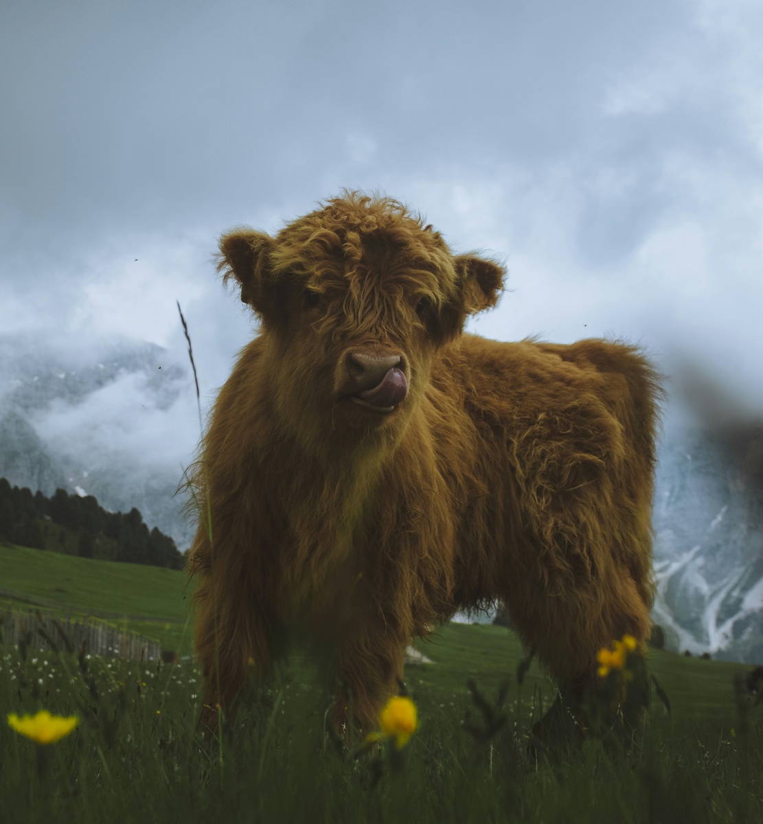 Weekly Market Insights | Markets Cringe At Returned Tariff Talk