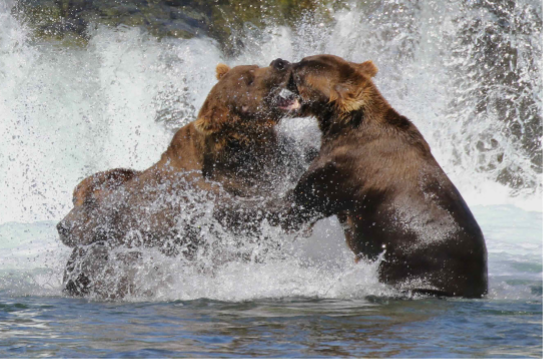 Inflation, Getting Out, Gorging Bears