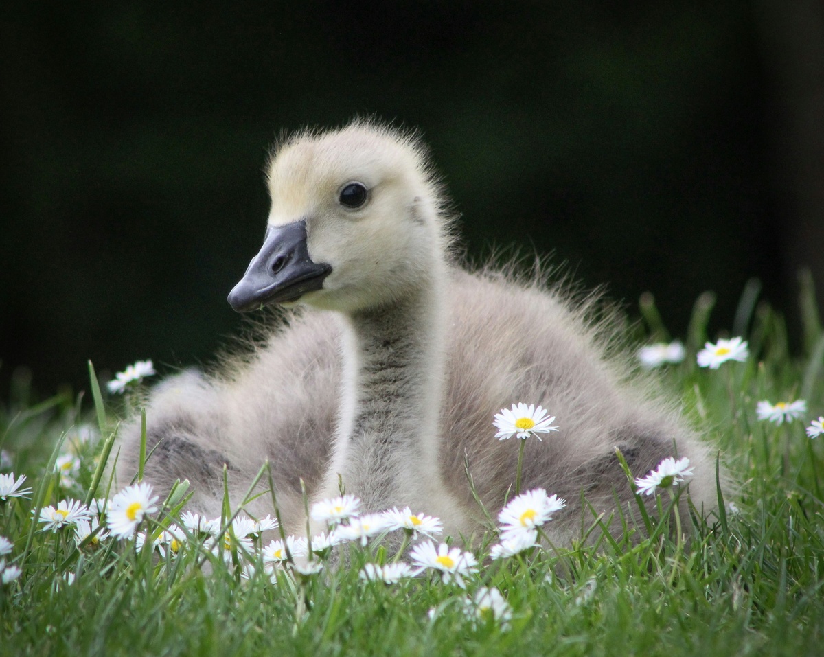 Weekly Market Insights | Ceasefire News Cheers Wall Street.