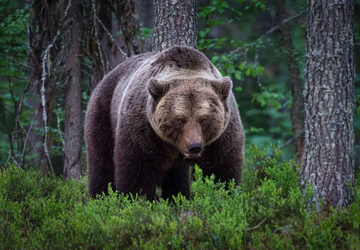 How To Survive A Bear Attack