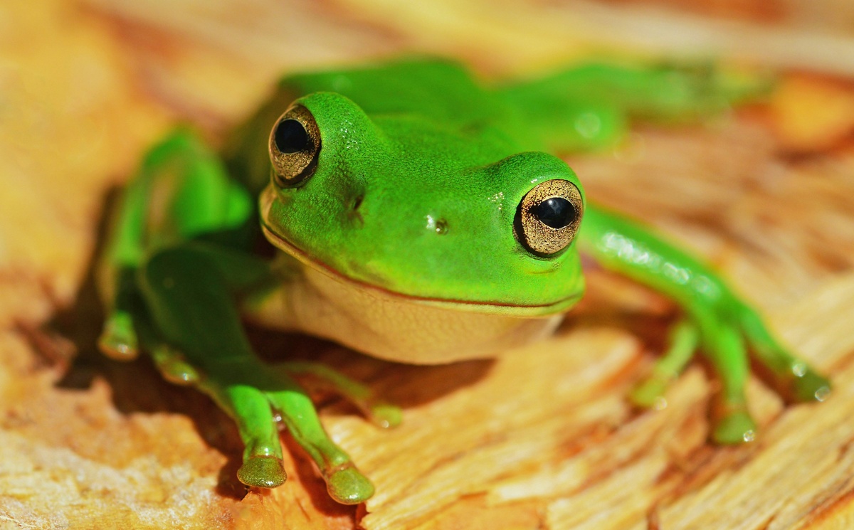 Weekly Market Insights | Investors React to Tariff News