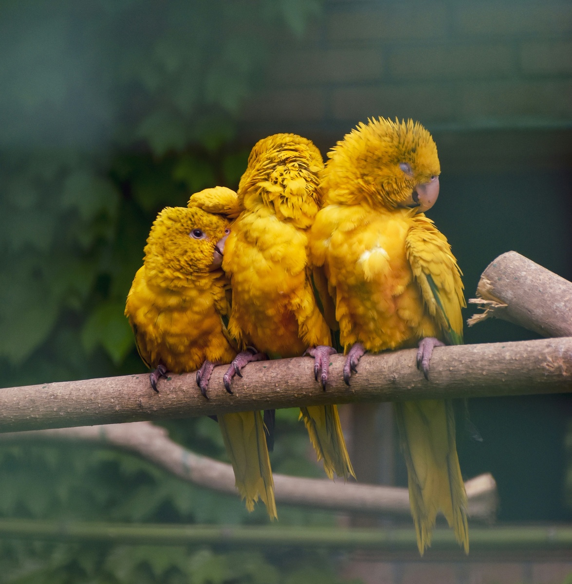 Weekly Market Insights | Santa Brings Joy for the DJIA