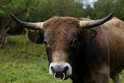 Market Remains Bullish