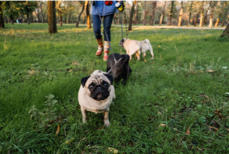 Volunteering Ideas for Retirement