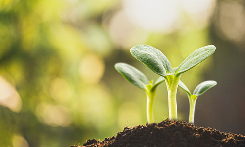 Planting Seeds for Long-Term Growth: How Small Moves Today Can Pay Off Tomorrow